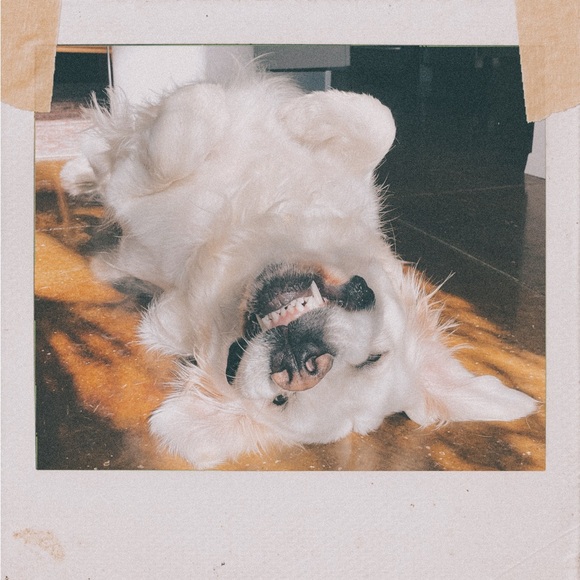 Meet your Posher, Chelsea - Picture 2 of 6